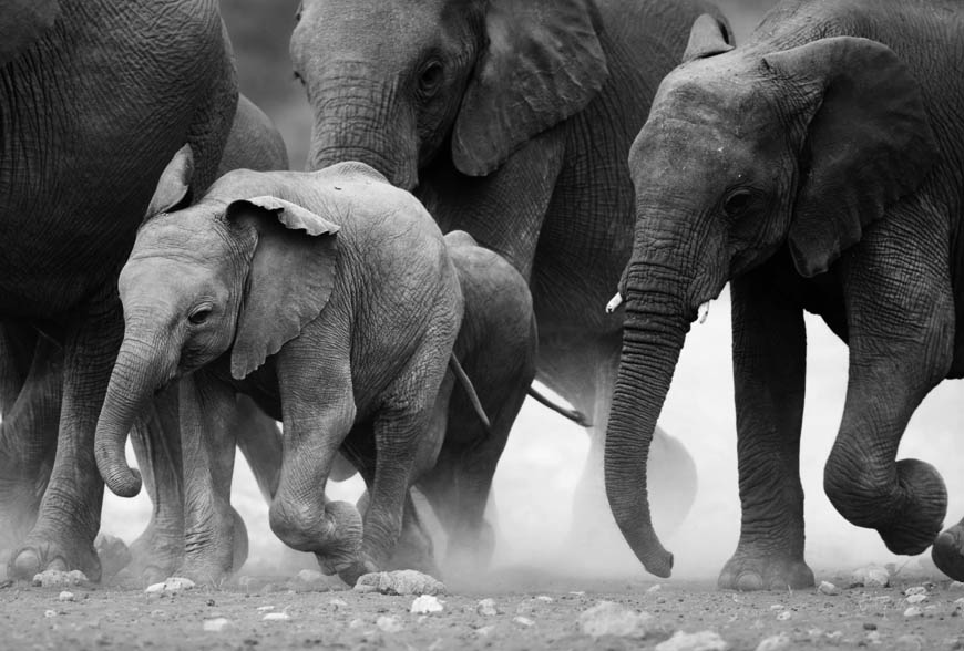 content-width-elephants-bw