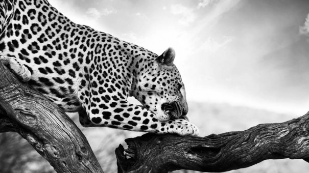 content-width-leopard-bw