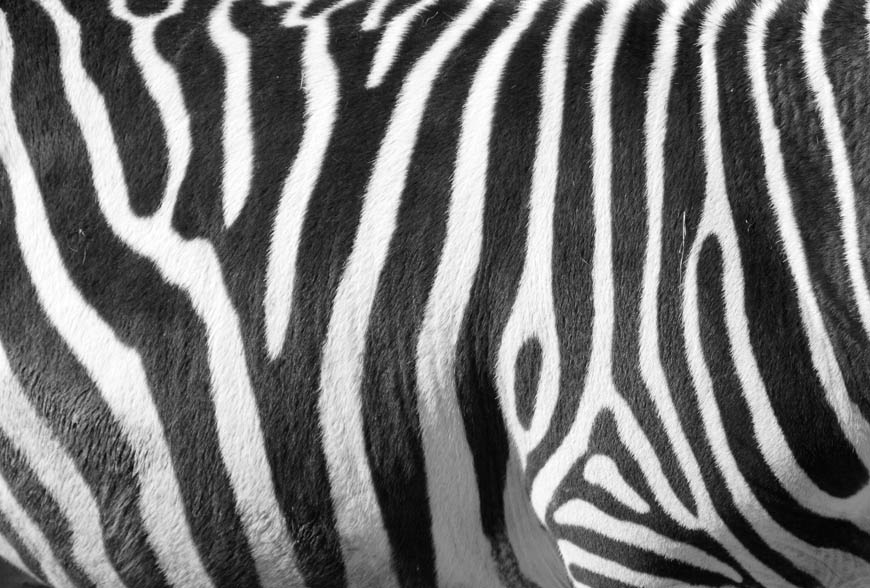 content-width-zebra-skin