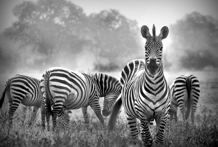 content-width-zebras